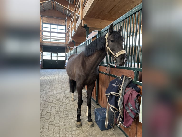 PRE Mix Wallach 7 Jahre 165 cm Rappe in Worben