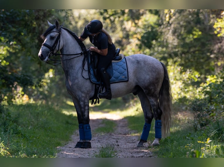 PRE Wallach 7 Jahre 165 cm Schimmel in M&#xFC;nchen