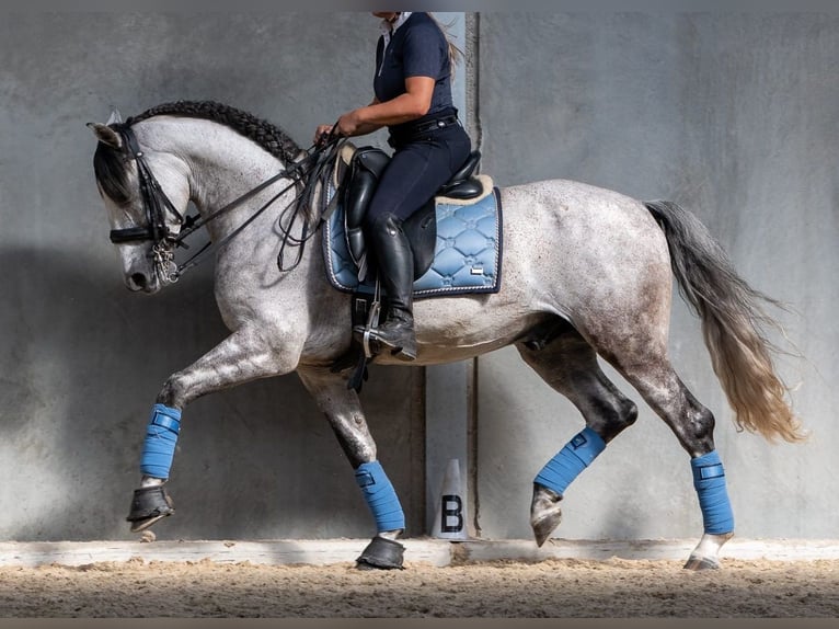 PRE Wallach 7 Jahre 165 cm Schimmel in M&#xFC;nchen