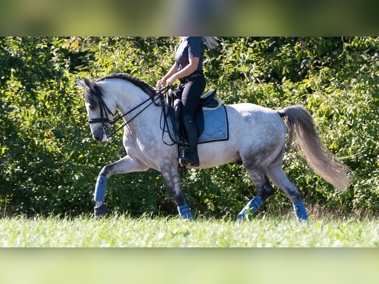 PRE Wallach 7 Jahre 165 cm Schimmel in M&#xFC;nchen