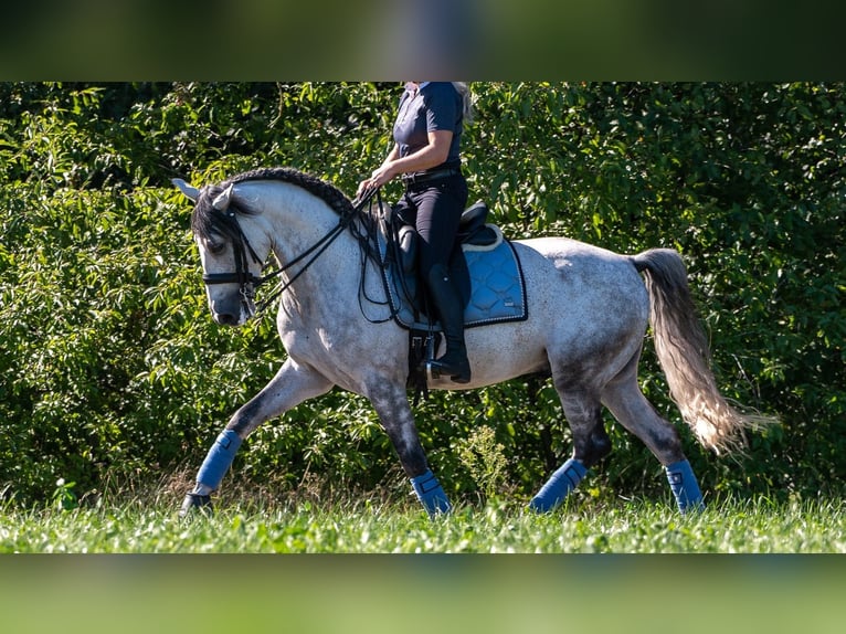 PRE Wallach 7 Jahre 165 cm Schimmel in M&#xFC;nchen