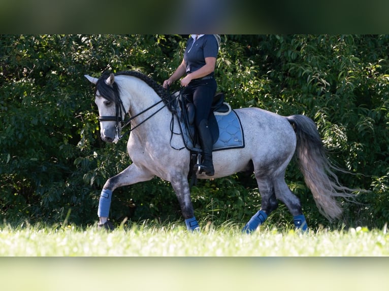PRE Wallach 7 Jahre 165 cm Schimmel in M&#xFC;nchen