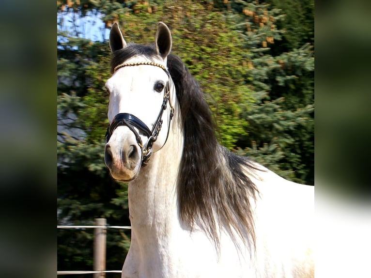 PRE Mix Wallach 7 Jahre 165 cm Schimmel in Velpke