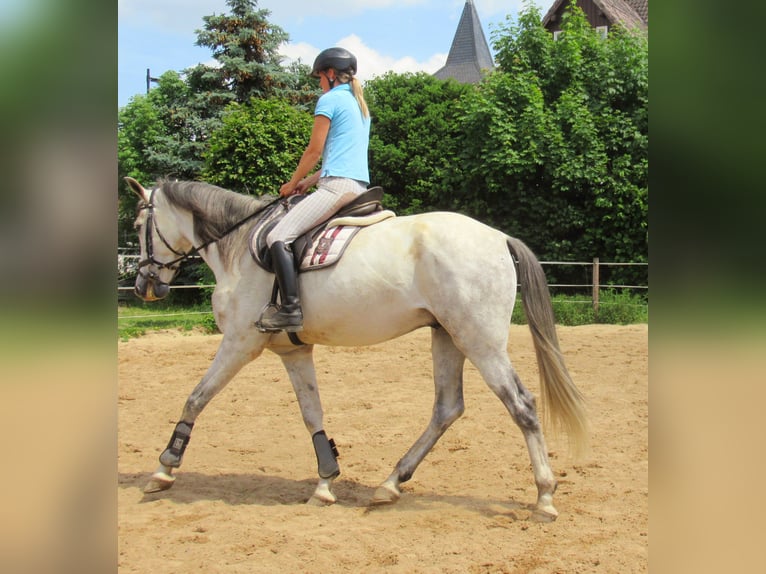 PRE Wallach 7 Jahre 165 cm Schimmel in Velpke