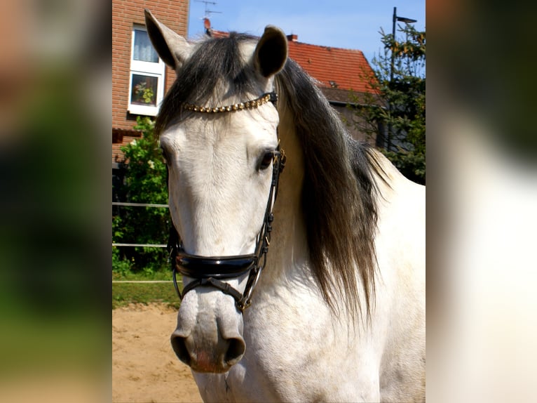 PRE Mix Wallach 7 Jahre 165 cm Schimmel in Velpke