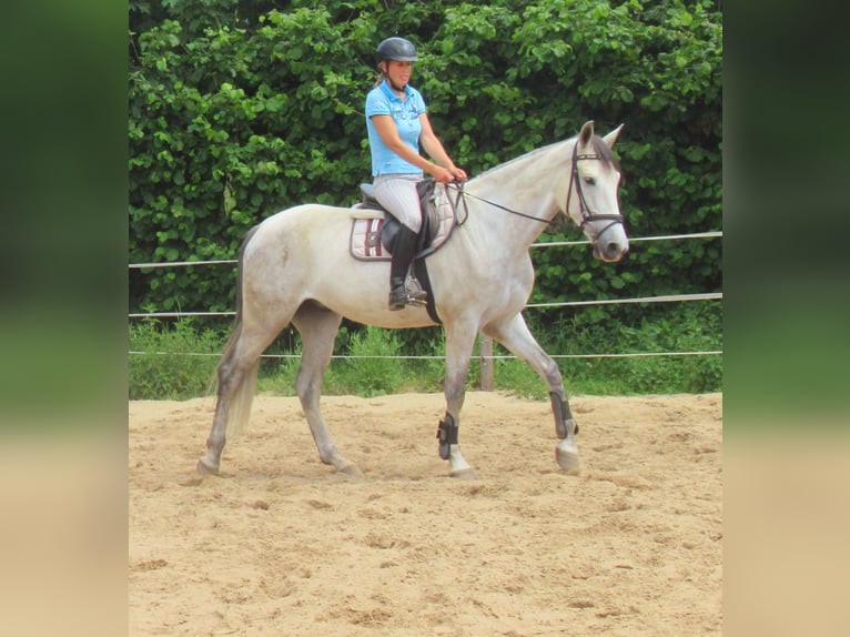 PRE Wallach 7 Jahre 165 cm Schimmel in Velpke