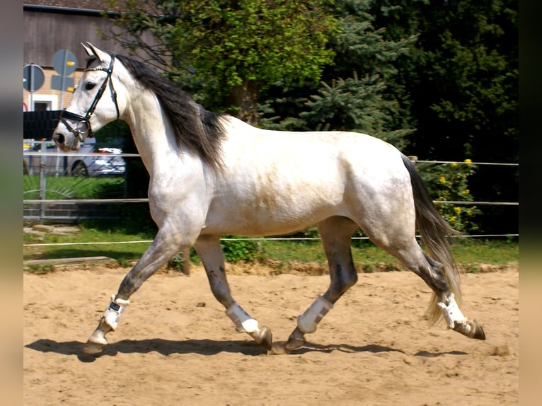 PRE Mix Wallach 7 Jahre 165 cm Schimmel in Velpke