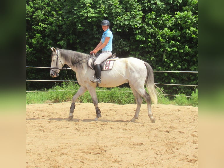 PRE Wallach 7 Jahre 165 cm Schimmel in Velpke