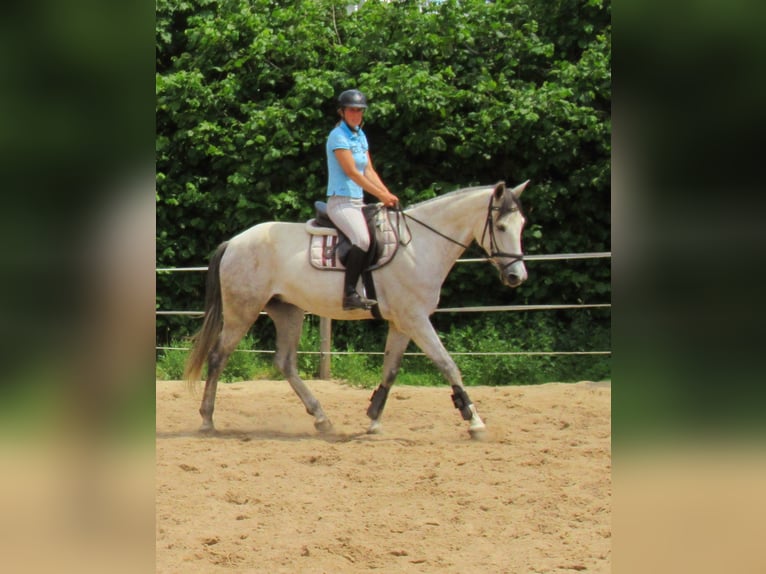 PRE Wallach 7 Jahre 165 cm Schimmel in Velpke
