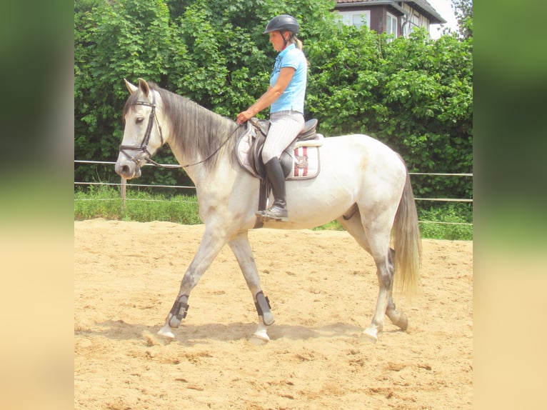 PRE Wallach 7 Jahre 165 cm Schimmel in Velpke
