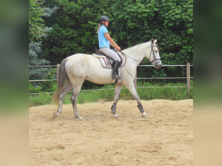 PRE Wallach 7 Jahre 165 cm Schimmel in Velpke