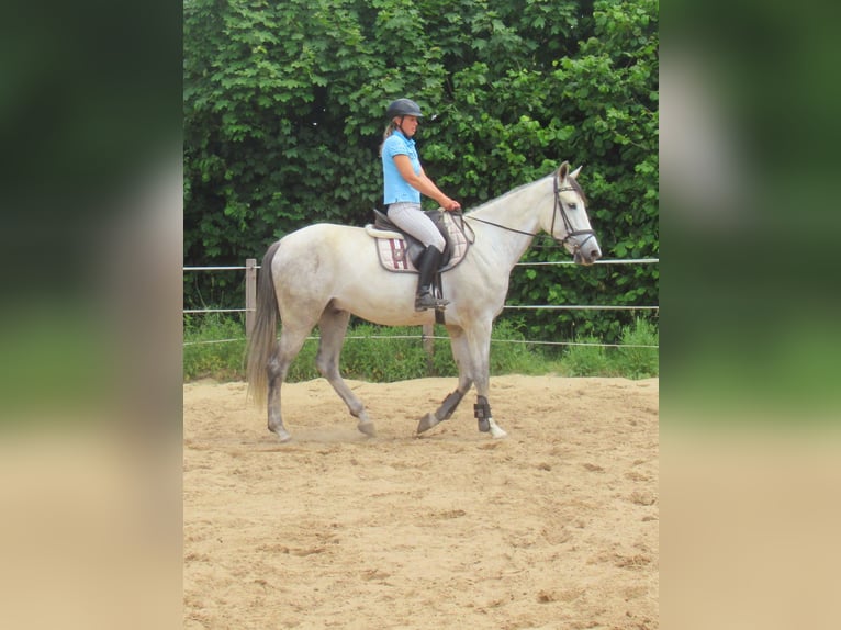 PRE Wallach 7 Jahre 165 cm Schimmel in Velpke