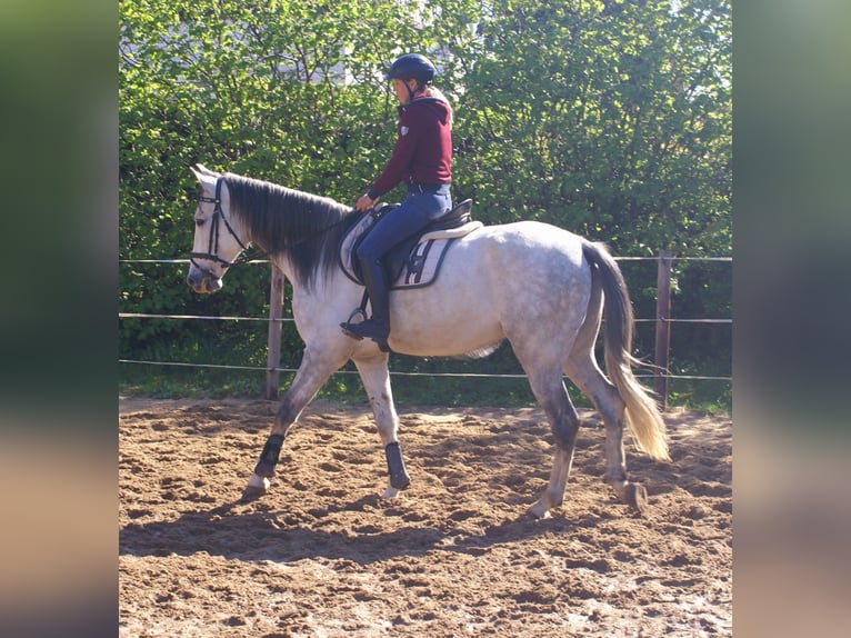 PRE Mix Wallach 7 Jahre 165 cm Schimmel in Velpke