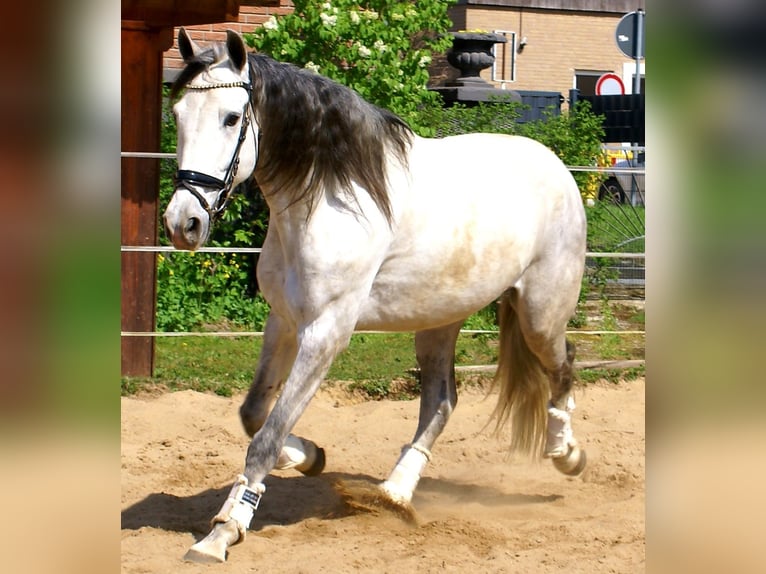 PRE Mix Wallach 7 Jahre 165 cm Schimmel in Velpke
