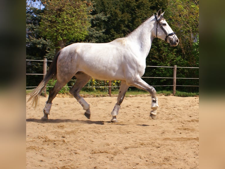 PRE Mix Wallach 7 Jahre 165 cm Schimmel in Velpke