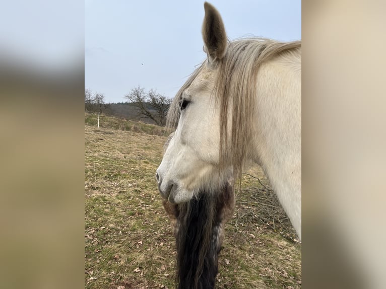 PRE Wallach 7 Jahre 165 cm Schimmel in Wehretal