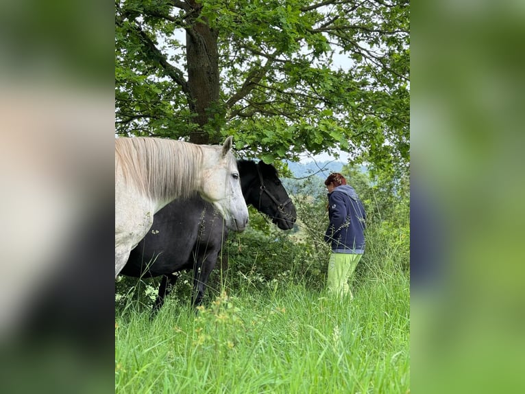 PRE Wallach 7 Jahre 165 cm Schimmel in Wehretal