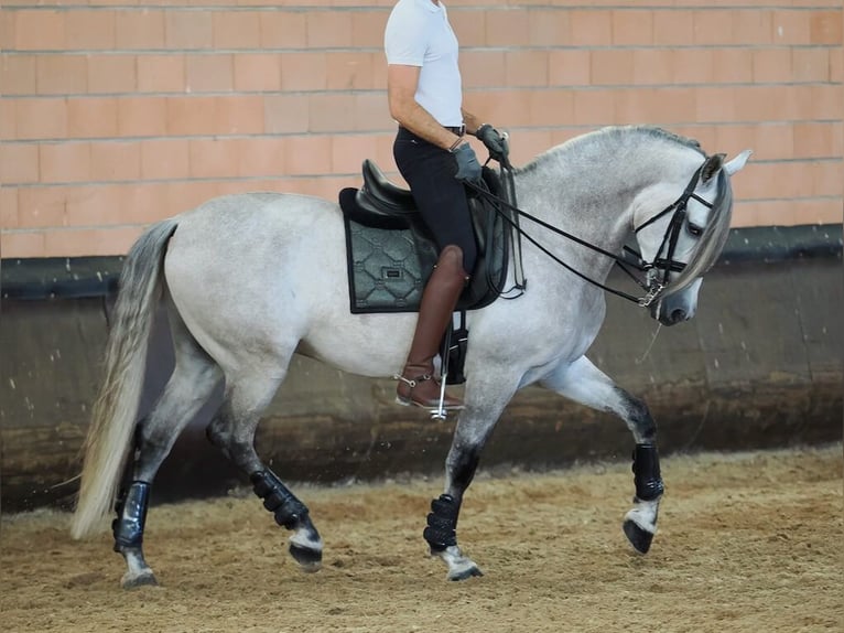 PRE Mix Wallach 7 Jahre 165 cm Schimmel in Navas Del Madroño