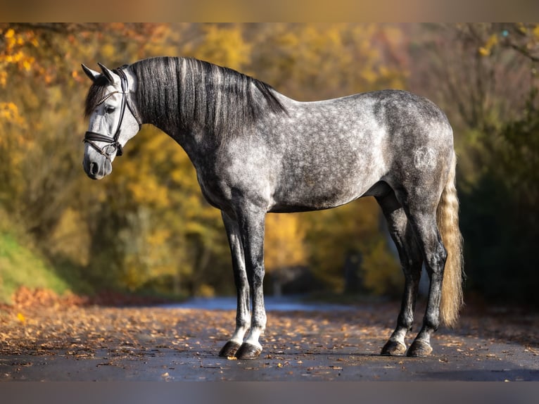 PRE Mix Wallach 7 Jahre 166 cm Apfelschimmel in Windhagen