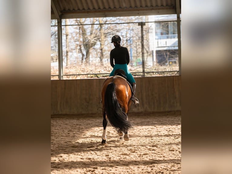 PRE Wallach 7 Jahre 166 cm Brauner in 's-Gravenhage