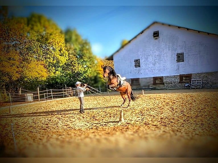 PRE Wallach 7 Jahre 166 cm Brauner in Ahorn