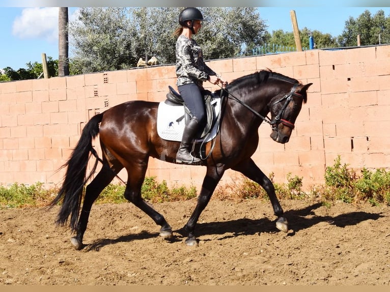 PRE Wallach 7 Jahre 166 cm Dunkelbrauner in Provinz Malaga