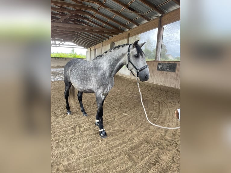 PRE Mix Wallach 7 Jahre 166 cm Schimmel in petitefontaine