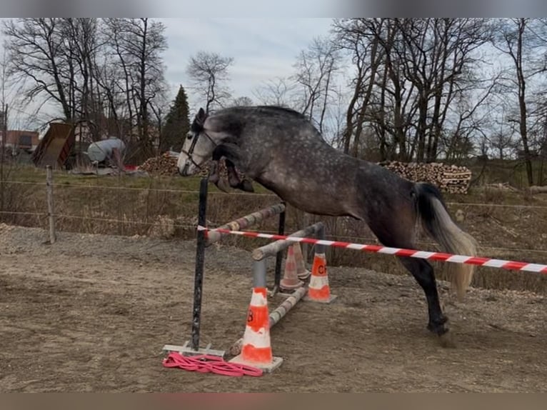 PRE Mix Wallach 7 Jahre 166 cm Schimmel in petitefontaine
