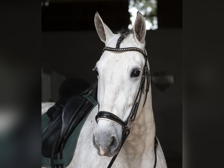 PRE Mix Wallach 7 Jahre 166 cm Schimmel in Los Barrios