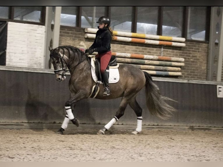 PRE Mix Wallach 7 Jahre 167 cm Apfelschimmel in Cremlingen