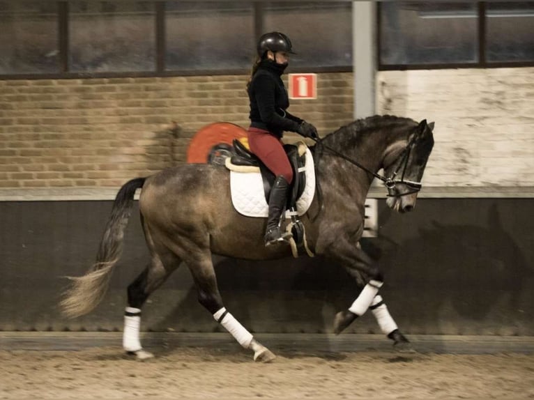 PRE Mix Wallach 7 Jahre 167 cm Apfelschimmel in Cremlingen