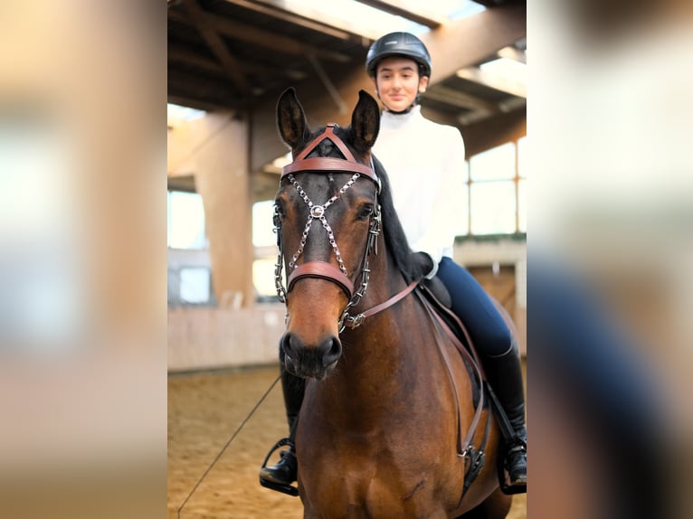 PRE Mix Wallach 7 Jahre 167 cm Dunkelbrauner in Hückeswagen