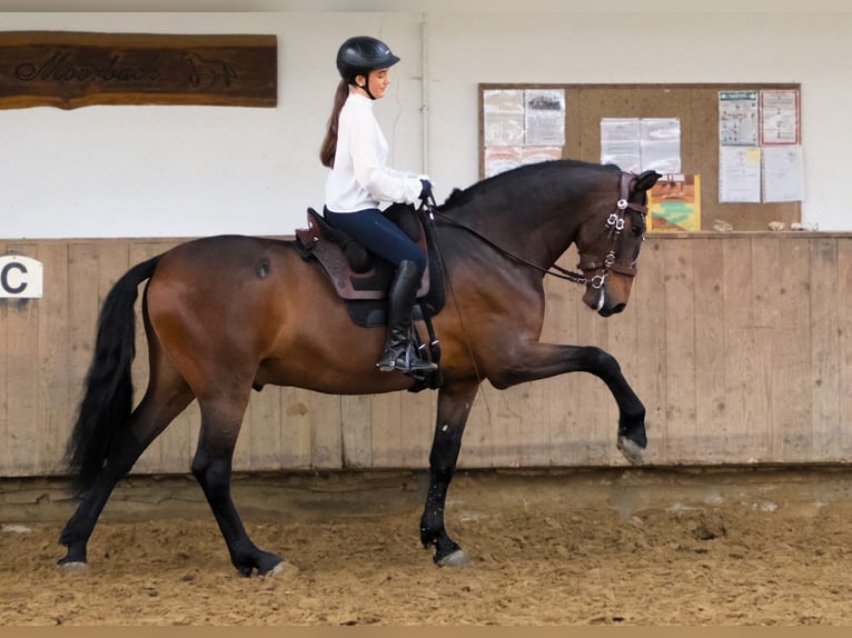 PRE Mix Wallach 7 Jahre 167 cm Dunkelbrauner in Hückeswagen