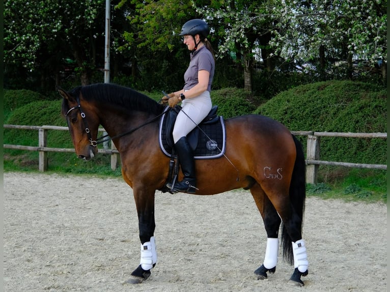PRE Mix Wallach 7 Jahre 167 cm Dunkelbrauner in Hückeswagen