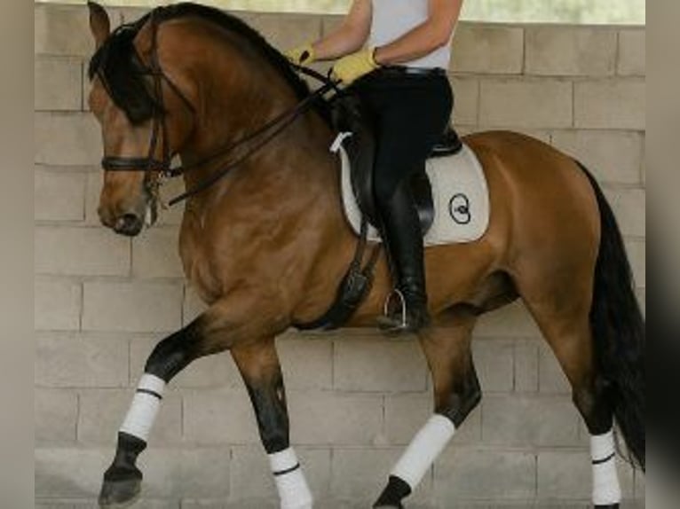 PRE Mix Wallach 7 Jahre 167 cm Overo-alle-Farben in MALAGA