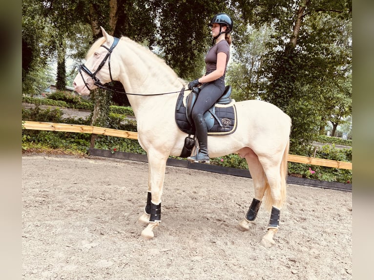 PRE Wallach 7 Jahre 167 cm Pearl in HassendorfSottrum