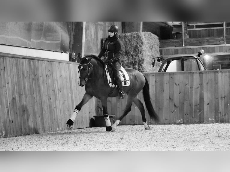 PRE Wallach 7 Jahre 167 cm Rotbrauner in Heuvelland