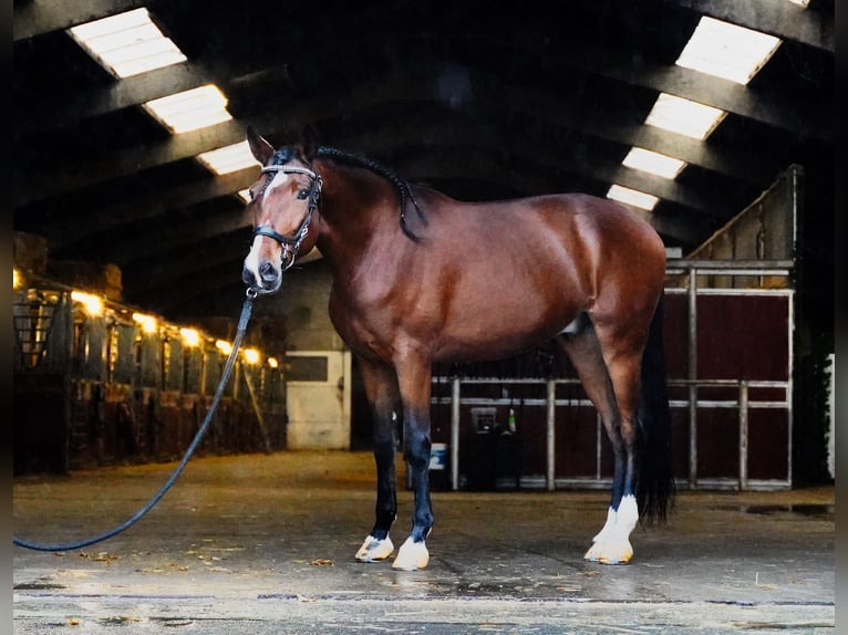 PRE Wallach 7 Jahre 167 cm Rotbrauner in Heuvelland