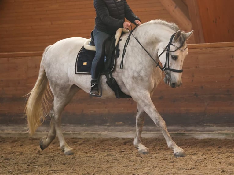 PRE Mix Wallach 7 Jahre 167 cm Schimmel in Navas Del Madroño