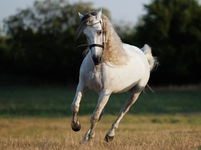 PRE Mix Wallach 7 Jahre 167 cm Schimmel in Navas Del Madroño