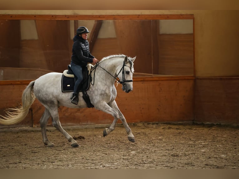 PRE Wallach 7 Jahre 167 cm Schimmel in pezinok