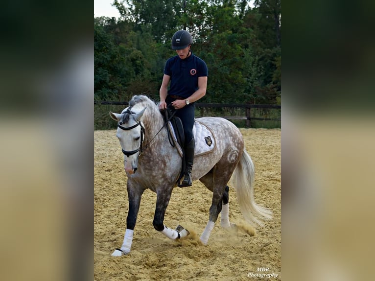 PRE Mix Wallach 7 Jahre 167 cm Schimmel in Dormagen