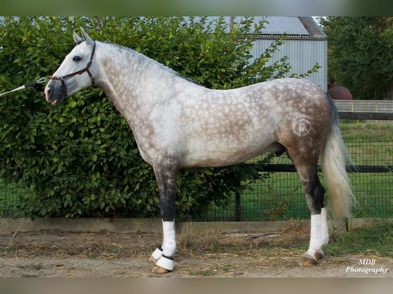 PRE Mix Wallach 7 Jahre 167 cm Schimmel in Dormagen