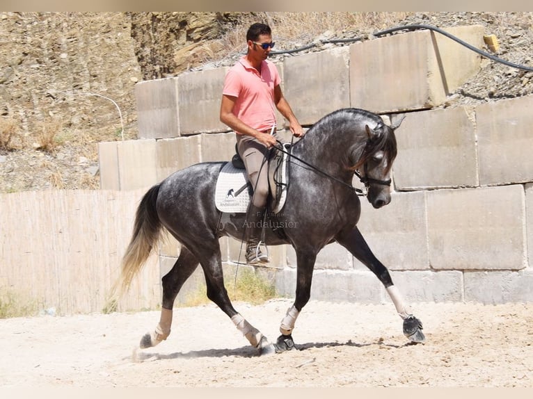 PRE Wallach 7 Jahre 167 cm Schimmel in Provinz Malaga