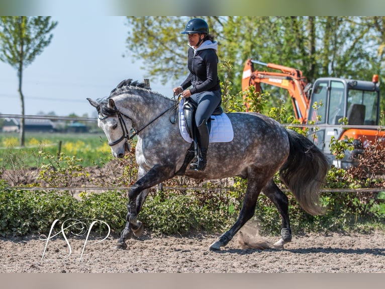 PRE Mix Wallach 7 Jahre 167 cm Schimmel in Hardinxveld-Giessendam
