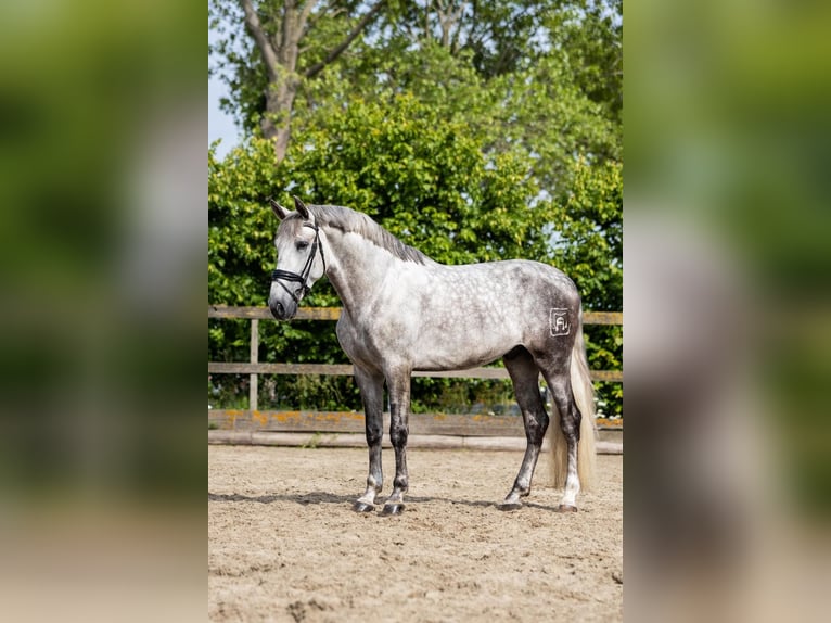 PRE Wallach 7 Jahre 168 cm Schimmel in Sm