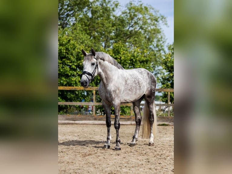 PRE Wallach 7 Jahre 168 cm Schimmel in Sm