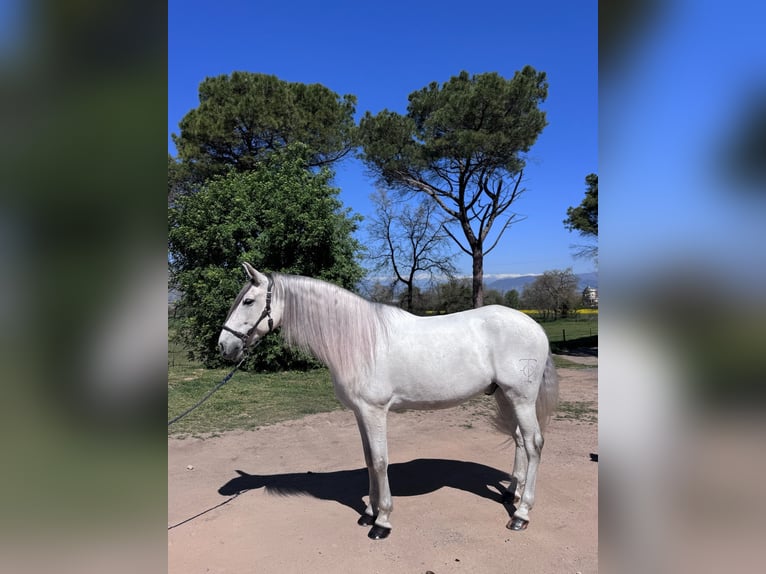 PRE Wallach 7 Jahre 168 cm White in Calldetenes