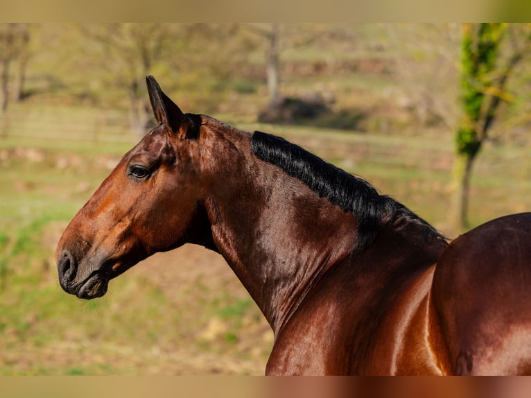 PRE Wallach 7 Jahre 169 cm Dunkelbrauner in Sant joan de les abadesses