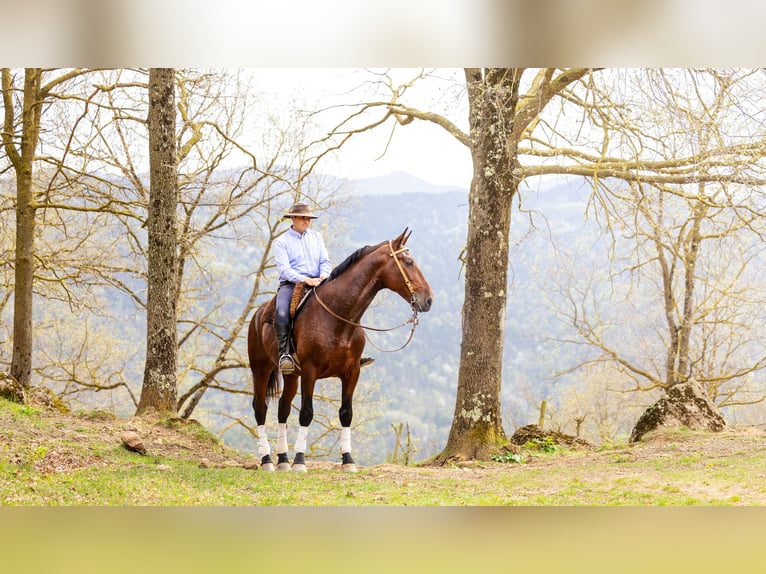 PRE Wallach 7 Jahre 169 cm Dunkelbrauner in Sant joan de les abadesses